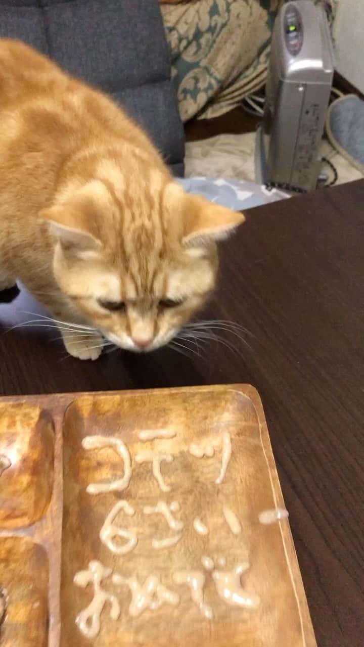 コテツのインスタグラム