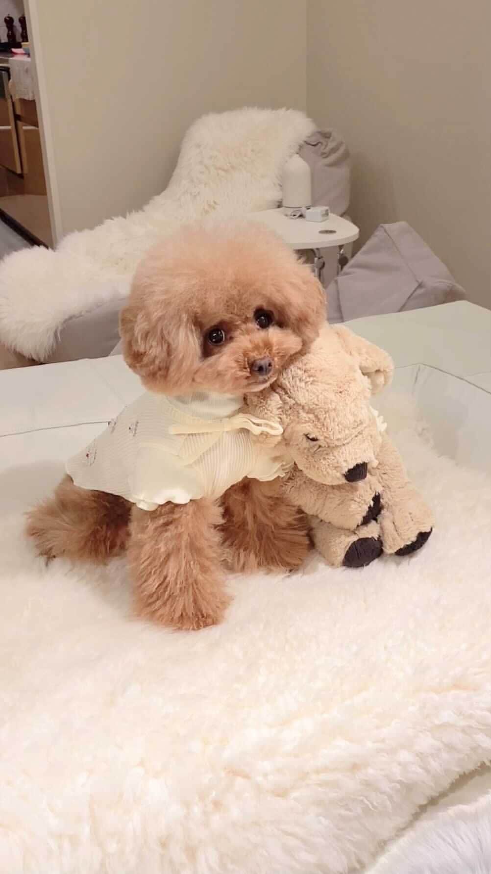 ショコラ❤︎あずき❤︎パンナのインスタグラム：「・ 私が支えてあげるの〜❣️ ・ いつもありがとうございます💓🙏 ・ #トイプードル #プードル #トイプー #いぬすたぐらむ #いぬバカ部 #犬 #toypoodlered #toypoodle #poodle #dog #dogs #instadog #cutedog #ilovemydog #dogstagram #あずしょこぱん #パンナ #reels」