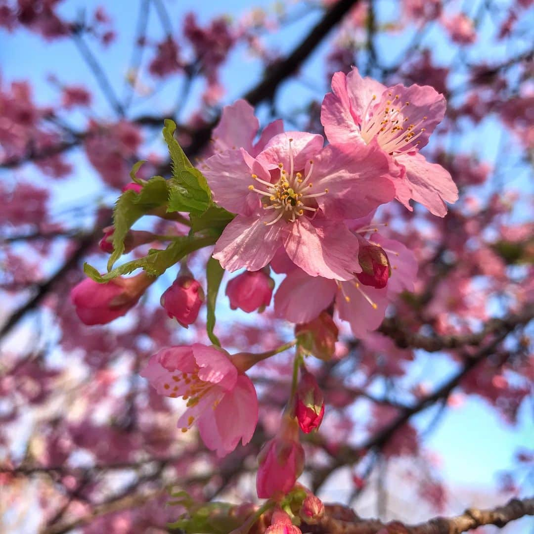 AURÉLIEのインスタグラム：「✨Winter Sakura🌸✨」