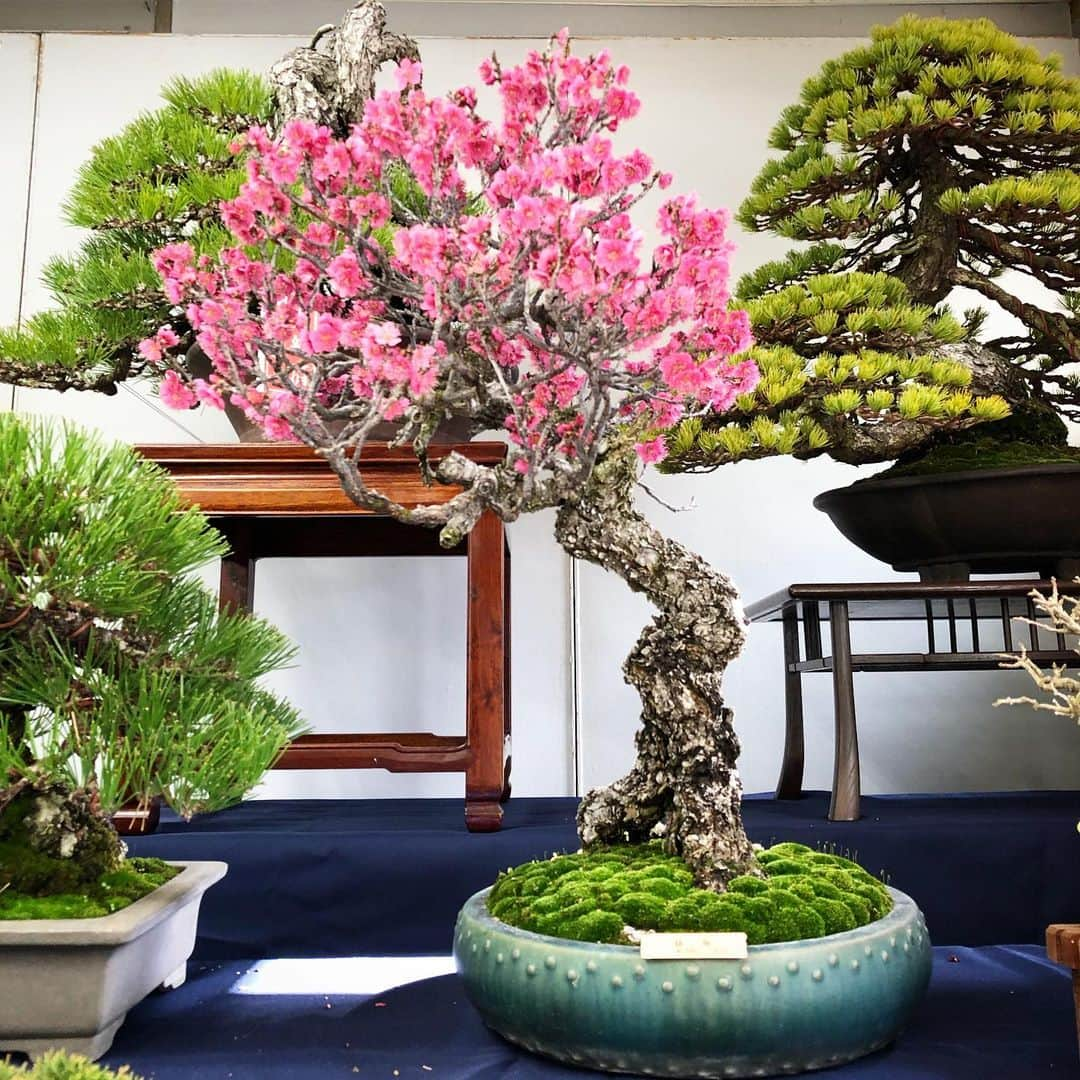 秋山真太郎さんのインスタグラム写真 - (秋山真太郎Instagram)「#第95回国風盆栽展#bonsai#盆栽#분재#国風展#東京国立美術館#japan#japanculture#kokufuexhibition#日本の水石展」2月25日 21時15分 - shintaro_akiyama_official