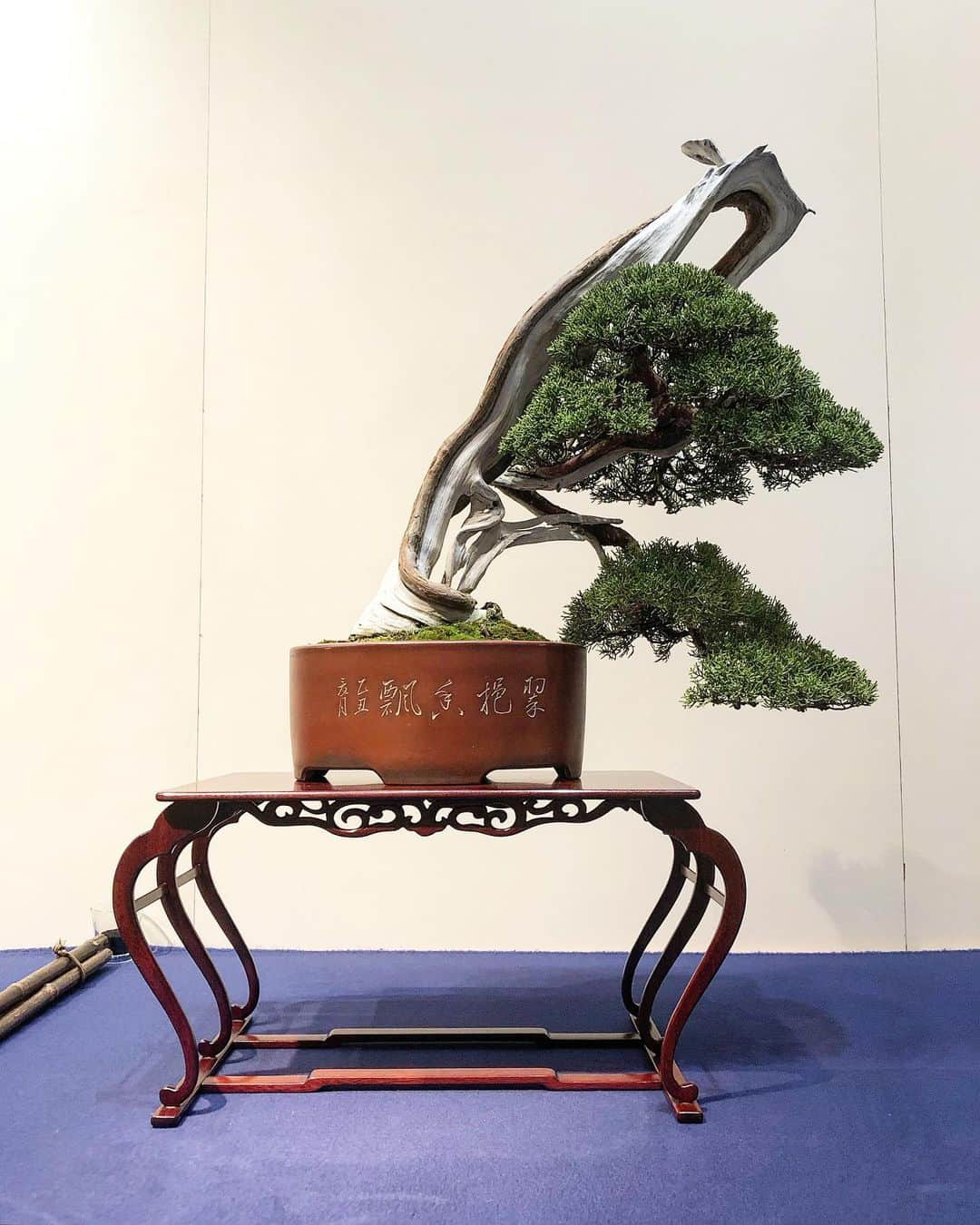 秋山真太郎さんのインスタグラム写真 - (秋山真太郎Instagram)「#第95回国風盆栽展#bonsai#盆栽#분재#国風展#東京国立美術館#japan#japanculture#kokufuexhibition#日本の水石展」2月25日 21時15分 - shintaro_akiyama_official