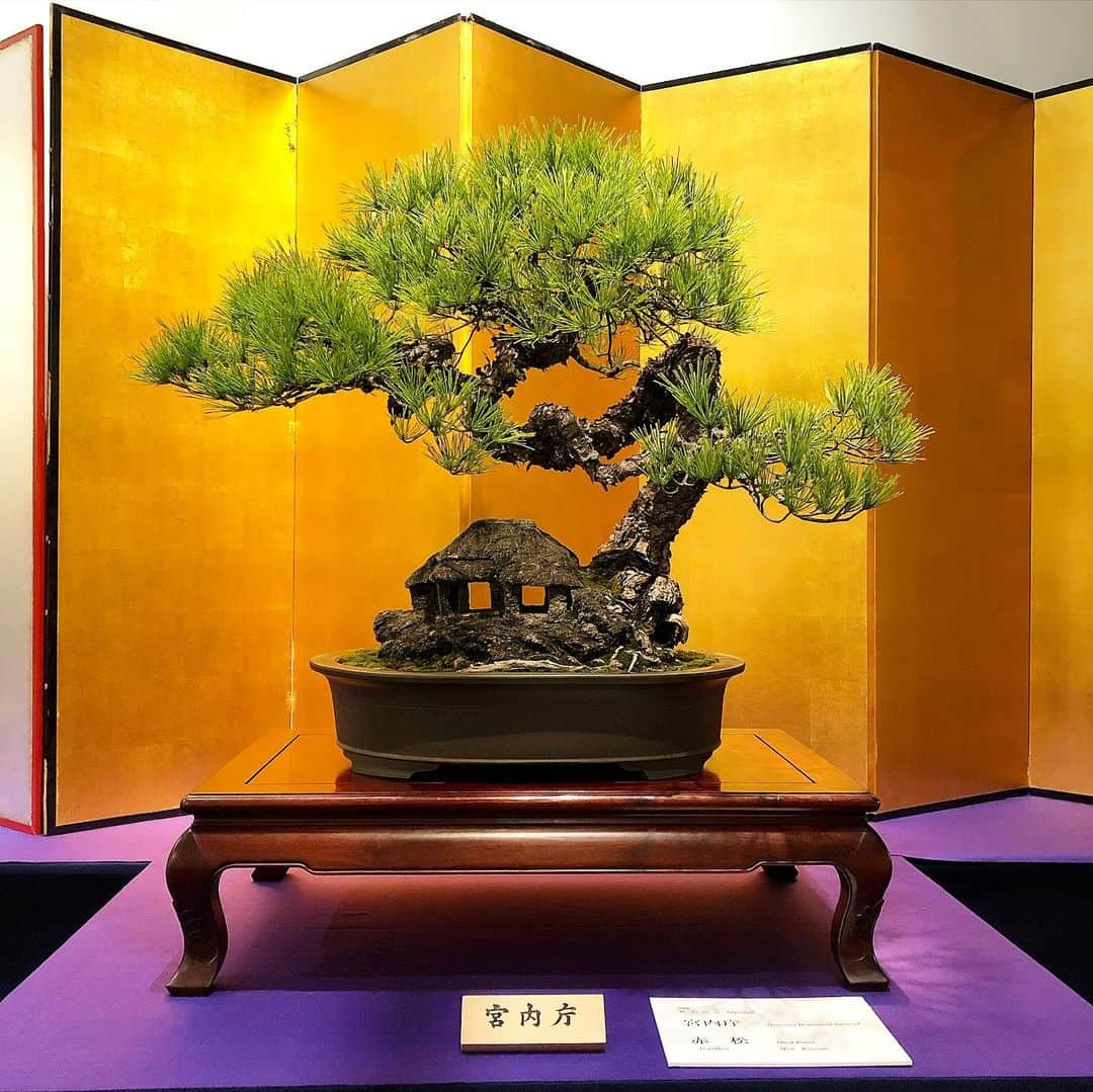 秋山真太郎さんのインスタグラム写真 - (秋山真太郎Instagram)「#第95回国風盆栽展#bonsai#盆栽#분재#国風展#東京国立美術館#japan#japanculture#kokufuexhibition#日本の水石展」2月25日 21時15分 - shintaro_akiyama_official