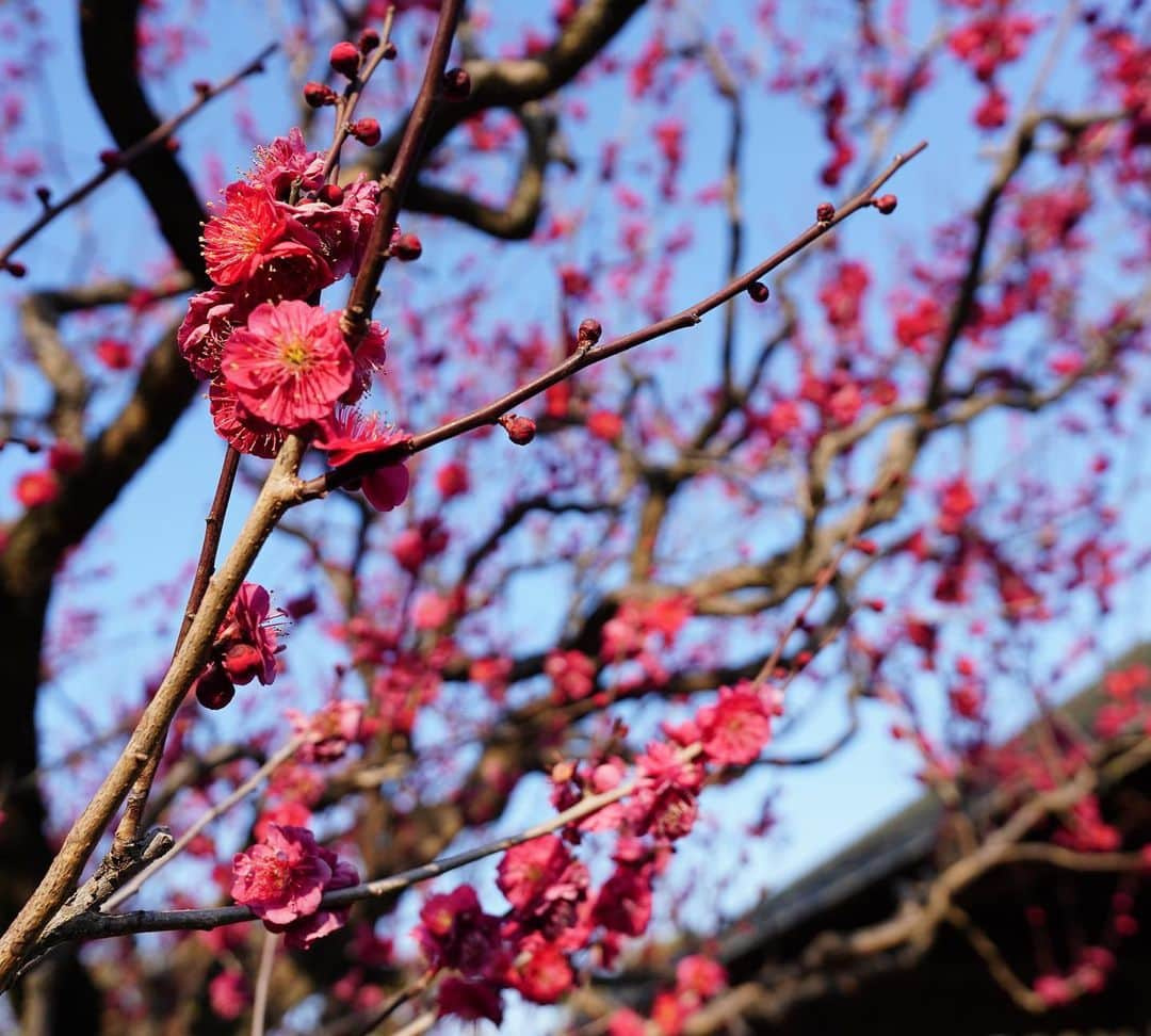 イモトアヤコさんのインスタグラム写真 - (イモトアヤコInstagram)「・ #いいカメラで撮ってみた #レンズは20mm  #玄人ぶって #単焦点」2月25日 21時10分 - imotodesse