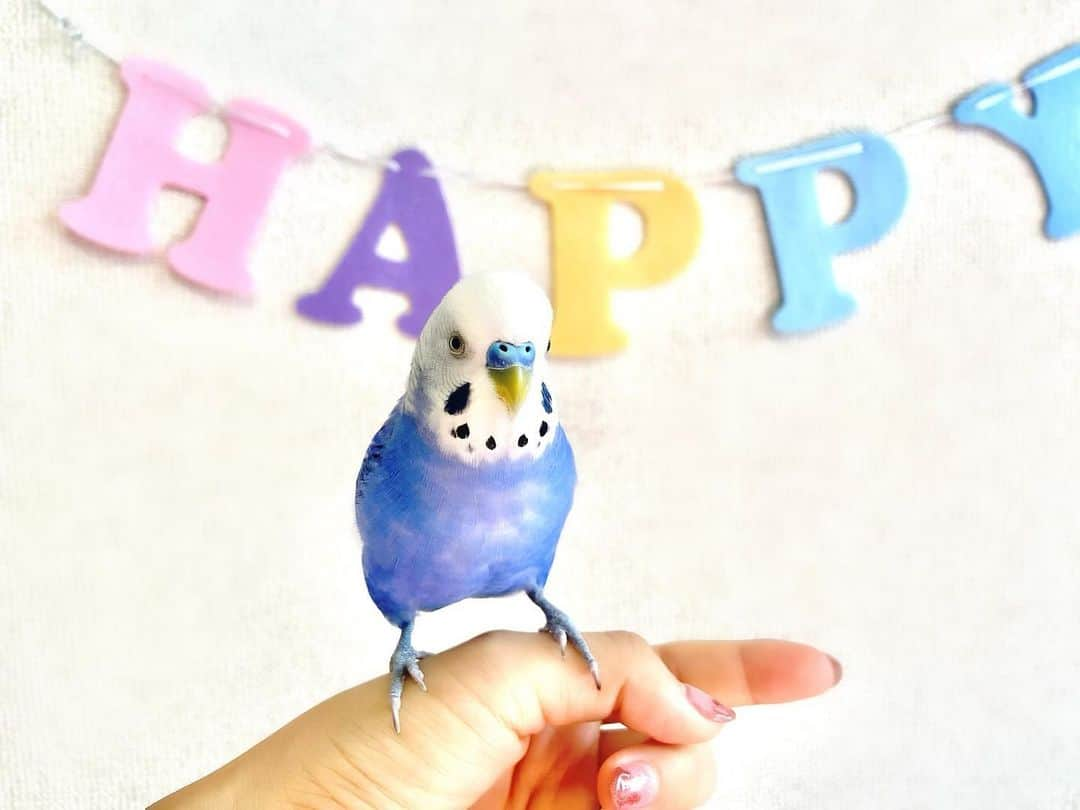 くぼたみかのインスタグラム：「記念日でもなんでもない、ただ可愛い祝い💋💋💋 A very merry unbirthday to this sweet little chick💖 #budgerigar #budgie #インコ #ペット #鳥 #セキセイインコ　#もうすぐ兄」