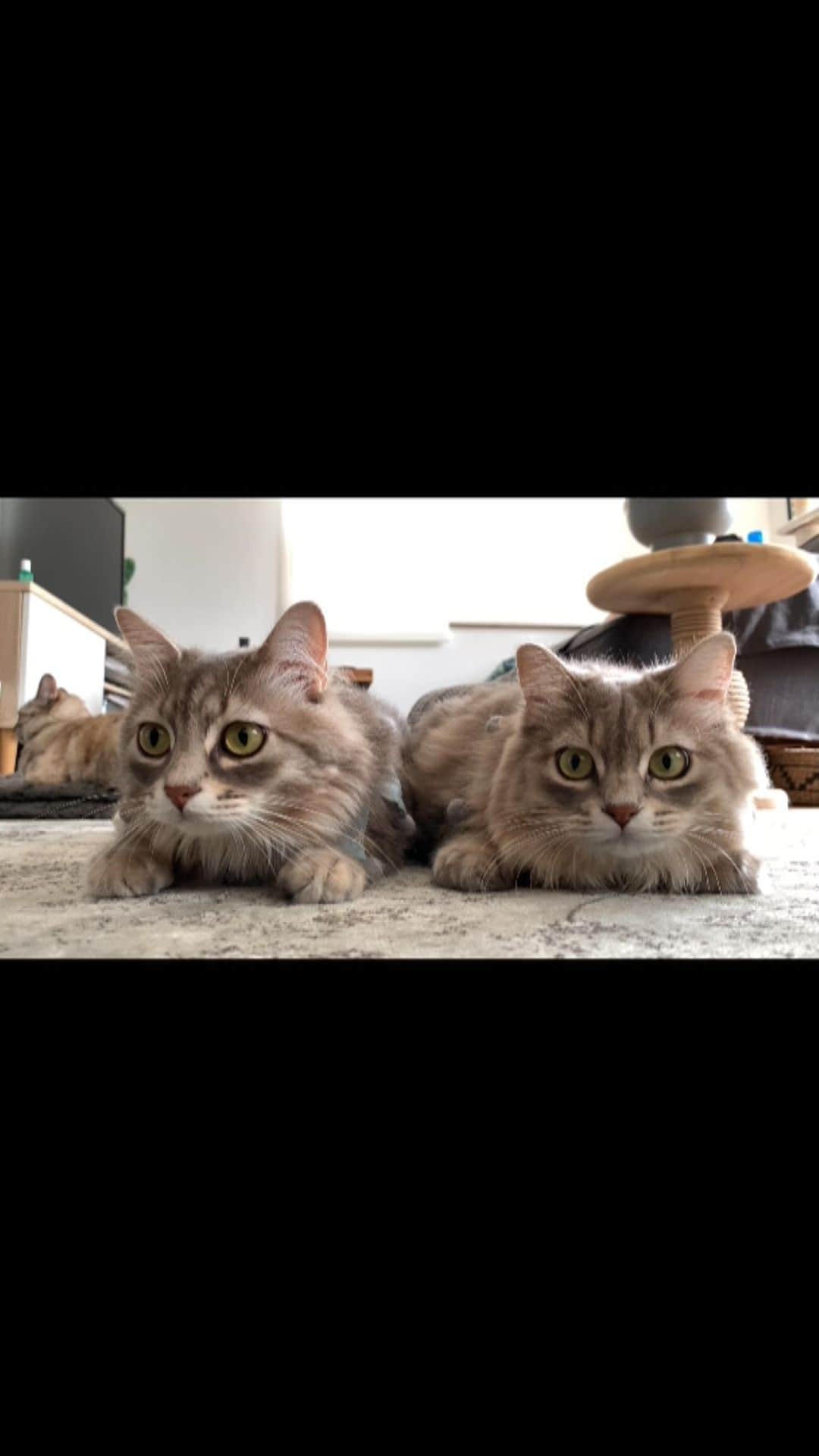 nocoaのインスタグラム：「. 👀👀 ． 癖になる曲… ． #ロイサラ成長記録  #nocoa動画#catvideo#猫動画#グレー猫#猫#ねこ#ねこ部#cat#にゃんすたぐらむ#catsofinstagram#DailyFluff#WeeklyFluff#猫のいる暮らし#9gag#meowed#サンデイ#猫とインテリア」