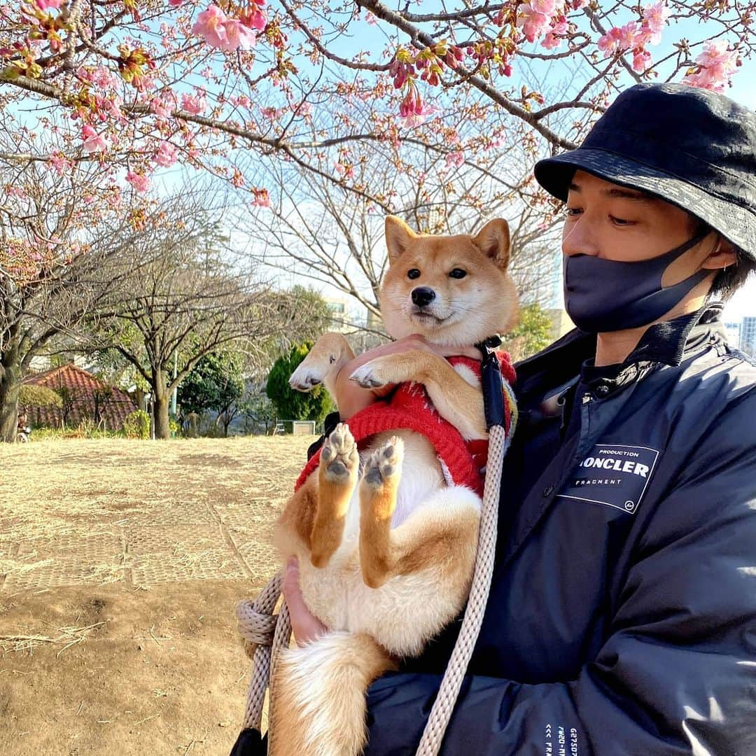 久保裕丈のインスタグラム：「花見を強制されるが、食い物以外は興味ない犬 / / / #豆柴 #mameshiba #shibastagram #mamestagram #成長記録 #犬のいる暮らし #doglover #犬のいる生活 #いぬすたぐらむ #しばすたぐらむ #まめしばすたぐらむ #いぬのきもち #いぬ好き」