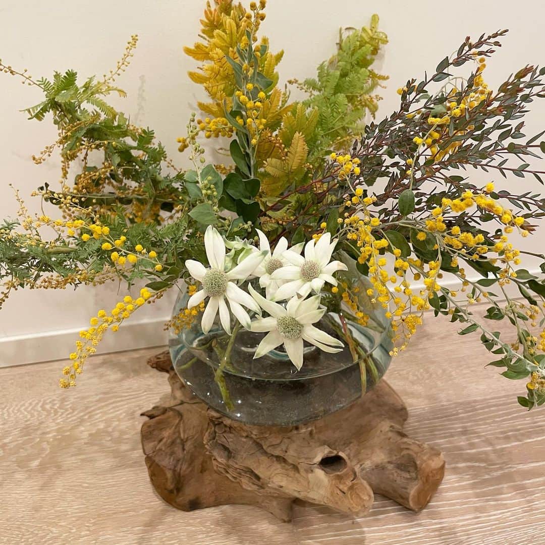 藤川千愛さんのインスタグラム写真 - (藤川千愛Instagram)「流木にガラスが溶け出してるようなフラワーベースに一目惚れ。ミモザを生けました。最近はお花も花瓶も自分の好みにコーディネートするように選ぶのが好きです🦙」2月25日 21時26分 - fujikawa_chiai