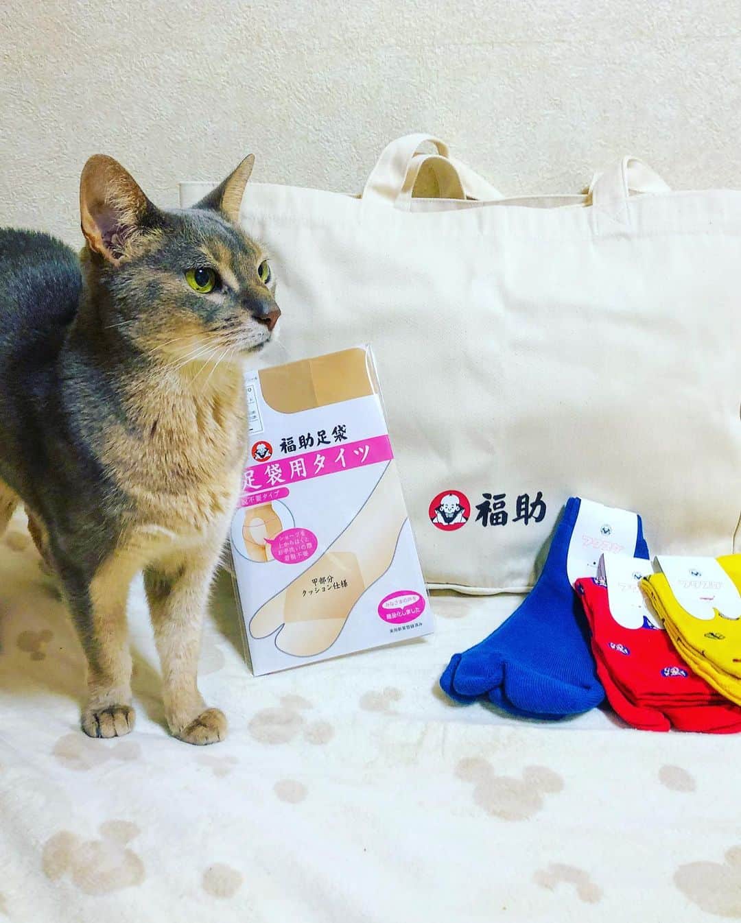 Jenyaさんのインスタグラム写真 - (JenyaInstagram)「@fukuske_press さんのプレゼントキャンペーンに当選しました😍 可愛い靴下を見て、テンション上がりました！！❤️✨ ライトさんも興味津々！ #abyssiniancat   足袋用タイツなんて！浴衣の時とか、欲しかったね！👘  着け心地も、とてもいい！22.5-24.5サイズですが、25.5の私にもぴったりでした！ トートバッグも大きくて使いやすい、裏の福助のイラスト可愛い❤️ (動画でみてね)  ありがとうございました😊✨ #福助 #fukuske   #japan #japanoninsta #japanonly #japanesesocks #socks #japanesefashion #福助靴下 #instacat」2月25日 21時28分 - jenya_jp