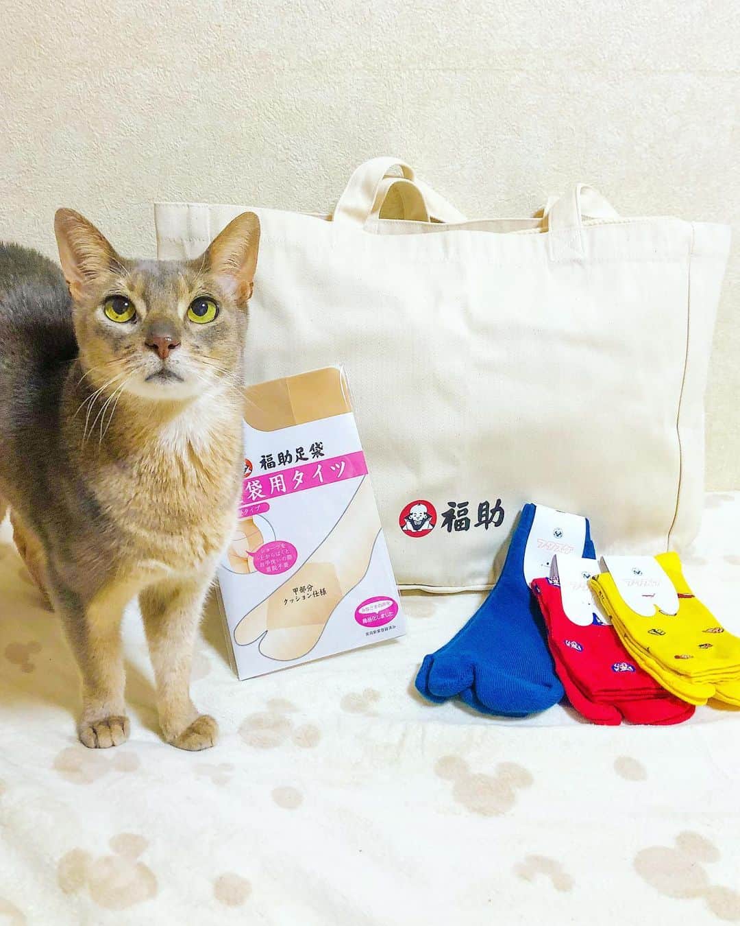 Jenyaさんのインスタグラム写真 - (JenyaInstagram)「@fukuske_press さんのプレゼントキャンペーンに当選しました😍 可愛い靴下を見て、テンション上がりました！！❤️✨ ライトさんも興味津々！ #abyssiniancat   足袋用タイツなんて！浴衣の時とか、欲しかったね！👘  着け心地も、とてもいい！22.5-24.5サイズですが、25.5の私にもぴったりでした！ トートバッグも大きくて使いやすい、裏の福助のイラスト可愛い❤️ (動画でみてね)  ありがとうございました😊✨ #福助 #fukuske   #japan #japanoninsta #japanonly #japanesesocks #socks #japanesefashion #福助靴下 #instacat」2月25日 21時28分 - jenya_jp