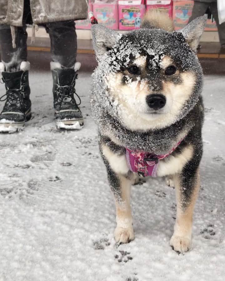 吾子のインスタグラム：「・ ・ 雪まみれのアコわん🐶☃️✨ ・ ものの1分くらいでこうなった☃️ ・ ・ 一寸先も目の前真っ白で見えなくなるよ ・ 気をつけようー☃️ ・ #もふもふだから寒くないよ🐶 #ジョイフルAK #Sapporo ・ 北海道の柴犬 #柴北会 の皆ワン🐶💕早くみんなで安心してお散歩ができますように🐶👍🏻💕 ・ #adorable #instadog#shibainu#dog#instagramjapan#instashiba#kuroshiba #kuroshiba#socute #cutedog#いぬのきもち #黒柴 #dogstagram_japan」
