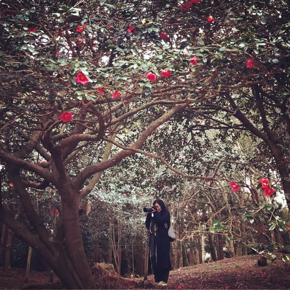 鶴田真由のインスタグラム：「椿の森で撮影したよ。photo by Shofuku」