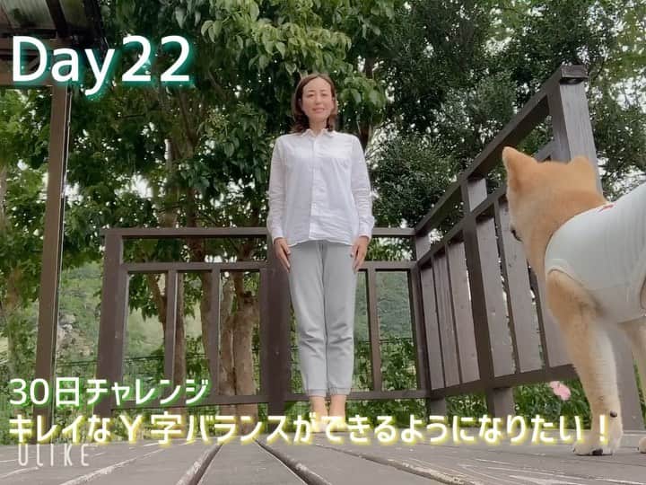 のインスタグラム：「#まめちゃん に応援してもらいましたww  https://youtu.be/bm6C49eNy6w  #youtubeチャンネル で公開中！ #まめちゃん #柴犬 #y字バランス #30日チャレンジ #22日目」