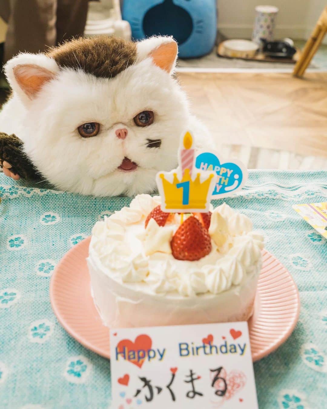 のインスタグラム：「お誕生日祝いをしてもらった #ふくまる 🐱  撮影が終わった後も ケーキに夢中でした🎂💕  ふくまる & #マリン ハッピーバースデー🎊  2匹の誕生日をお祝いしたい方は、 #TVer ほかで 8話の見逃し配信をご覧ください🤲  #草刈正雄 #神木隆之介 #小関裕太 #武田玲奈 #平山浩行  #高橋ひとみ #升毅 #松本穂香 #吉澤嘉代子 #阿部真央 #猫 #猫のいる暮らし」