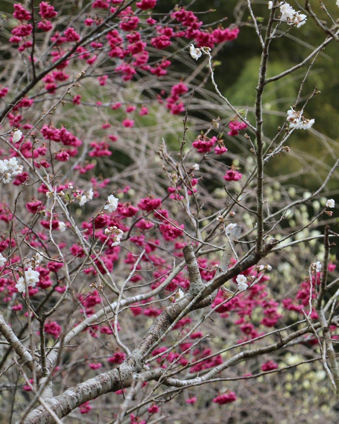 komugiさんのインスタグラム写真 - (komugiInstagram)「2021.2.25  苺のタルトと春の花々。  樹々の伐採をお手伝いくださる方々の傍で 絵のような春日和を切り撮っていました。 母のサポートを理由に、 滞在時間が増えていく実家時間を 山畑を整えることに愉しみを見出しています。 私の後をついてくる母と、 一斉に咲き始める木蓮を 一緒に見上げる春があと何度訪れるでしょう。  苺色のタルトは、 一緒に作業下さる父のような方々と頂いた 10時のおやつ。 友人から届けられた花籠の放つオーラは、 帰宅後の私の身も心も和らげます。  #いちごタルト #いちごスイーツ #いちご#マカロン #木蓮 #さくらんぼの木 #緋寒桜 #花籠」2月25日 21時47分 - komugi3955