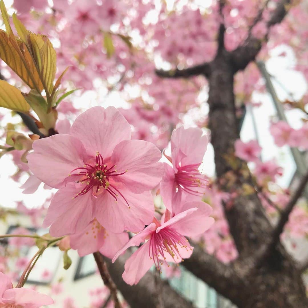 田中琴乃さんのインスタグラム写真 - (田中琴乃Instagram)「🌸 ・ 満開 ・ 🌸 ・ ・ #🌸 #桜」2月26日 8時40分 - tanakakotono