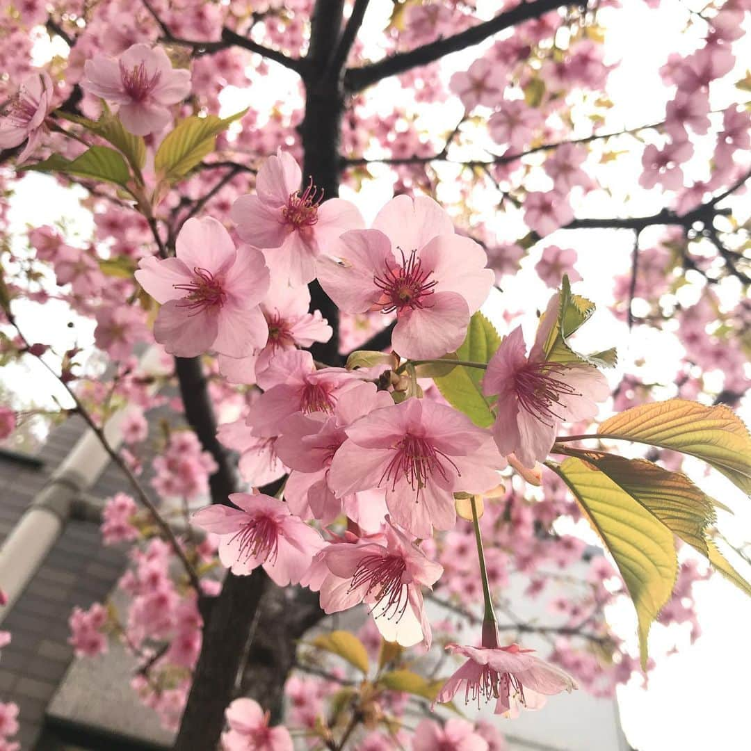 田中琴乃さんのインスタグラム写真 - (田中琴乃Instagram)「🌸 ・ 満開 ・ 🌸 ・ ・ #🌸 #桜」2月26日 8時40分 - tanakakotono