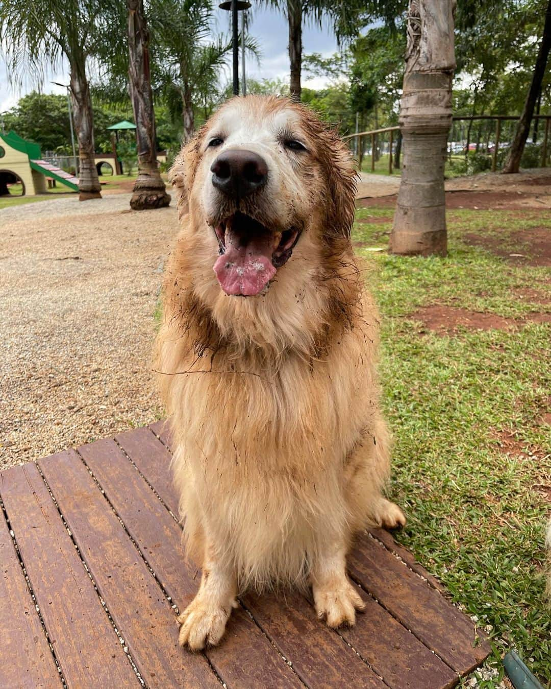 Bobのインスタグラム：「Aquele antes e depois de respeito! Dia de parque seguido de banho na @crystalpetstore 🛀🛁 . . #pets #photooftheday #petsofinstagram #instagrammers #instagram #instadaily #vejasp #goldenretriever #goldenretrievers #goldenretrieversofinstagram #dogs #dogstyle #dogoftheday #dogsofinstagram #saopaulo #gudfriends #photography」