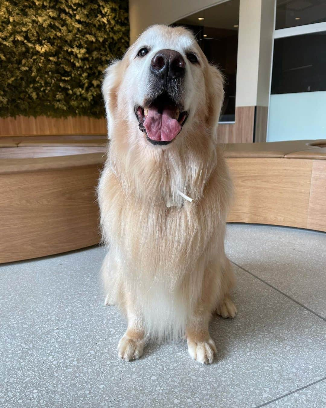 Bobさんのインスタグラム写真 - (BobInstagram)「Aquele antes e depois de respeito! Dia de parque seguido de banho na @crystalpetstore 🛀🛁 . . #pets #photooftheday #petsofinstagram #instagrammers #instagram #instadaily #vejasp #goldenretriever #goldenretrievers #goldenretrieversofinstagram #dogs #dogstyle #dogoftheday #dogsofinstagram #saopaulo #gudfriends #photography」2月26日 8時46分 - bob_marley_goldenretriever