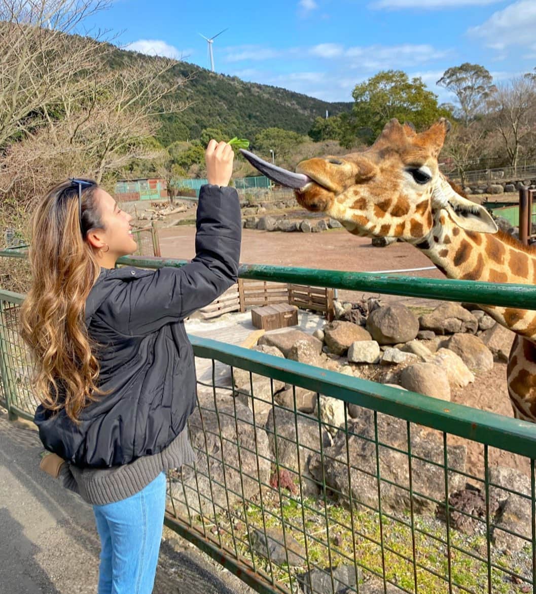 Eminanaのインスタグラム：「. . 伊豆アニマルキングダム🦒 . 久々に動物と触れ合ったけど やっぱり癒されるな〜☺️ . キリンに餌あげたけど👅真っ黒だった🖤笑 . . . #伊豆アニマルキングダム#アニマルキングダム#zoo #動物園#静岡旅行#伊豆旅行#伊豆観光#アニマル写真部  #animal#キリン#Giraffe#伊豆観光スポット#静岡#国内旅行」