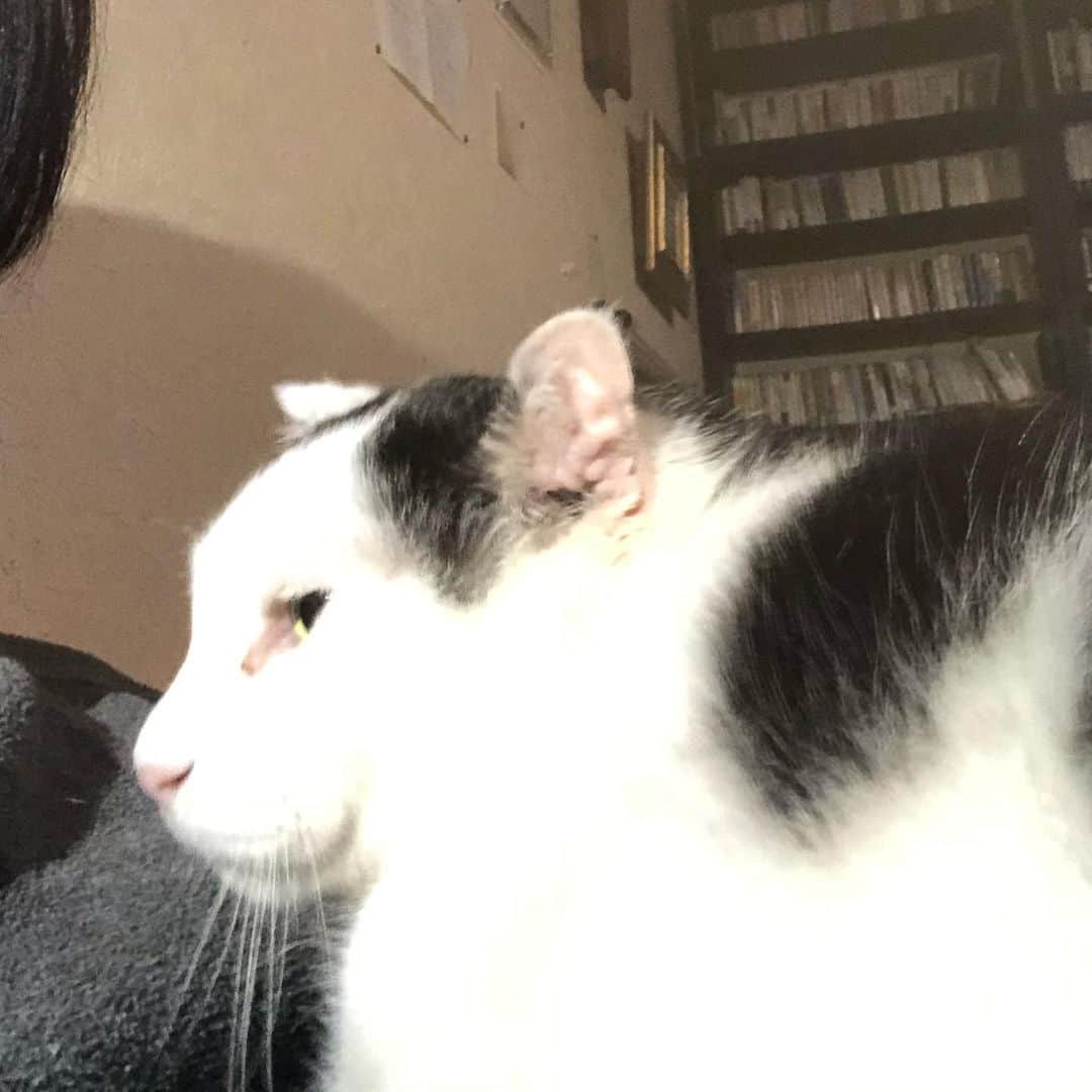 町田康のインスタグラム：「吹かしとる。」