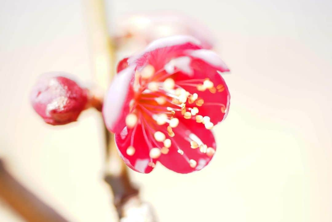 いぶくろ聖志のインスタグラム：「つぼみから  #camera #japan #photography  #写真 #花 #flower」