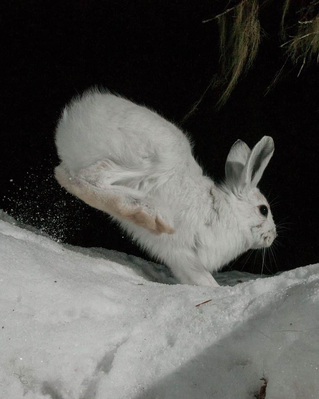 thephotosocietyさんのインスタグラム写真 - (thephotosocietyInstagram)「Photo by @steven_gnam // Snowshoe hares spent hours hopping in front of my camera traps, seemingly unfazed by the lights popping. While it was amusing to scroll through thousands of 'bunny' photos, they often used up all the batteries or filled memory cards before a wolverine showed up.」2月26日 7時58分 - thephotosociety