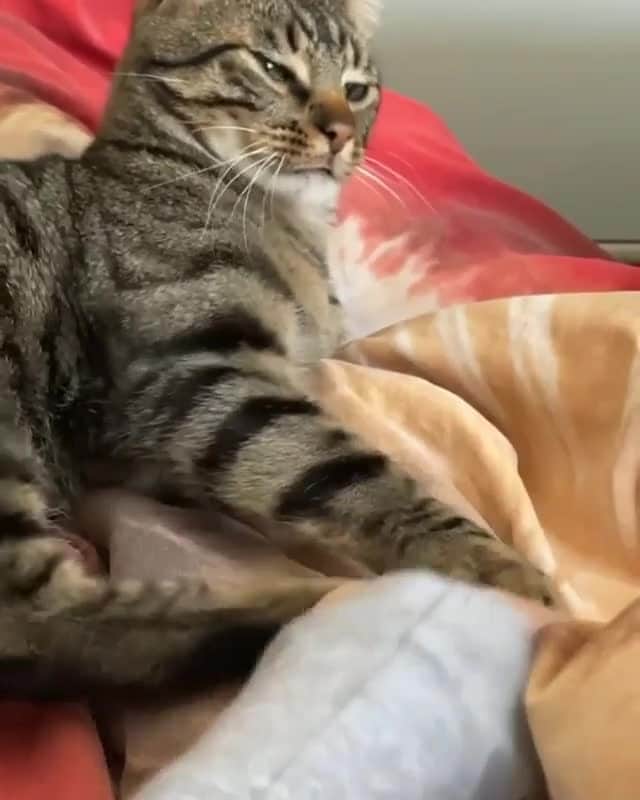 Cats of Instagramのインスタグラム：「From @boobathereal: "Love playing with mom. She kinda annoys me but whatever, hope this will get her to give me more treats🤫" #catsofinstagram」
