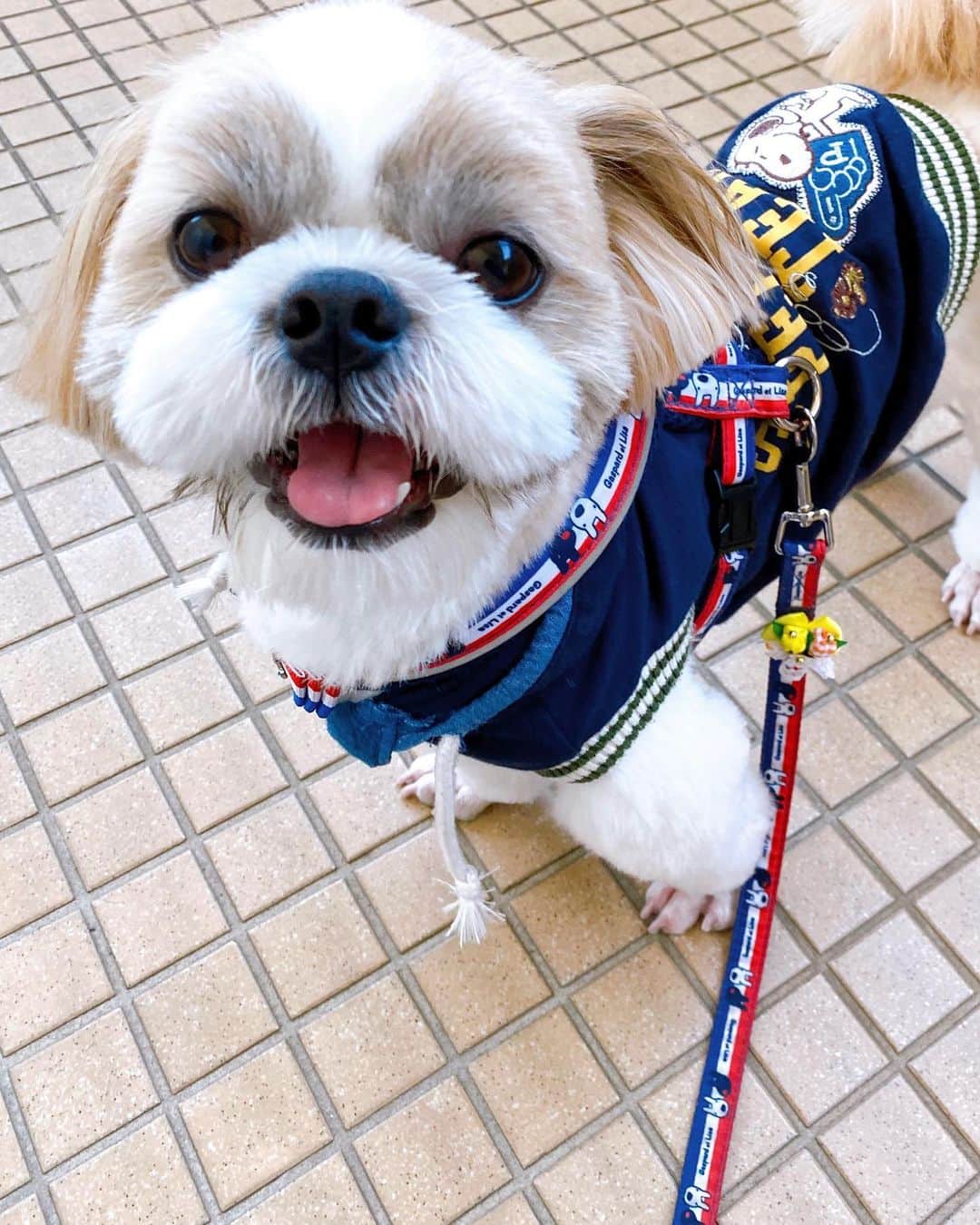 倉田雅世さんのインスタグラム写真 - (倉田雅世Instagram)「おはようございます。 金曜日。冷えますね。 うちのわんことはじめて会ったのは２年前。 今や大きくなって、すっかりうちの子です。 ひとも犬も健康いちばんですよ。 #いぬすたぐらむ #いぬのいる暮らし」2月26日 8時03分 - kuralamune