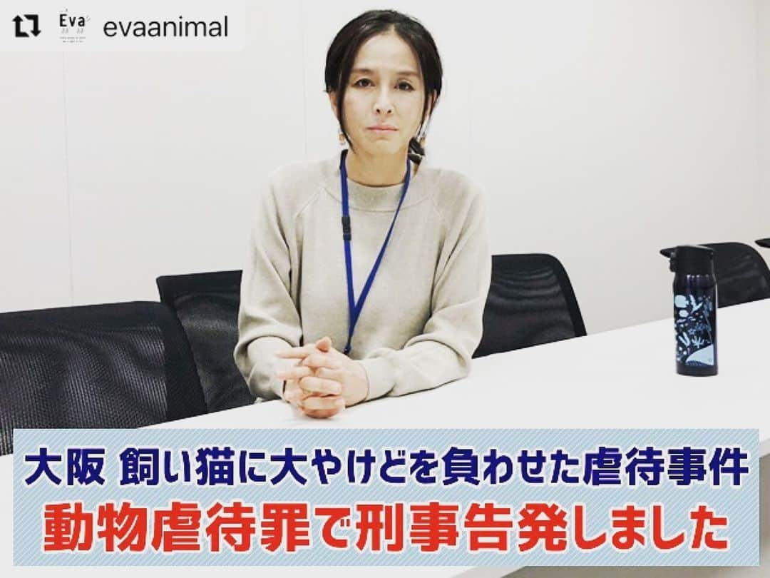 杉本彩さんのインスタグラム写真 - (杉本彩Instagram)「#Repost @evaanimal with @make_repost ・・・ 2021年1月に発生した、大阪府在住の病院勤務の男による動物愛護管理法第44条1項違反について、当協会は大阪地検へ告発状を提出し、2月17日に受理されました。  男は、自宅で飼っていた猫に消毒用アルコールをかけ火をつけました。その後1月9日に動物病院を受診し、獣医師に対し「自分でやった。精神的に参っていた」と説明したため、獣医師が警察に通報し、1月26日に動物愛護法違反の疑いで書類送検されました。  動物殺傷罪は重大な犯罪であること、そして再犯抑止のためにも、検察庁に厳罰な処罰を求めるため告発状を提出することにいたしました。 今後の検察の処罰について注目していきたいと思います。 詳細はプロフィールからご覧下さい。 #猫虐待事件 #飼い猫に火をつけた虐待事件 #動物虐待を許さない #動物虐待は犯罪です #公益財団法人動物環境福祉協会Eva」2月26日 8時07分 - sugimoto_aya0719