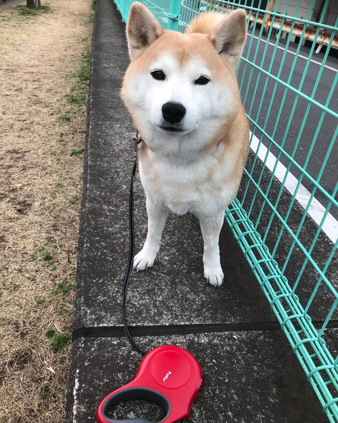 柴犬のモモのインスタグラム：「おはようございます。新しい伸縮リードは、購入しやすさ重視で。テープタイプは重いし絡まった時の戻りが心配ですが、モモさんのボール遊びが一番大事です #いぬ #イヌ #犬 #柴犬 #赤柴 #日本犬 #犬バカ部 #ふわもこ部 #いぬら部 #癒しわんこ #柴犬マニア #犬のいる暮らし #口角キュキュッと部 #shiba #shibainu #shibadog #dogstagram #dogsofinstagram #shibastagram #shibasofinstagram #shibamania #inu #instadog #toyota_dog」