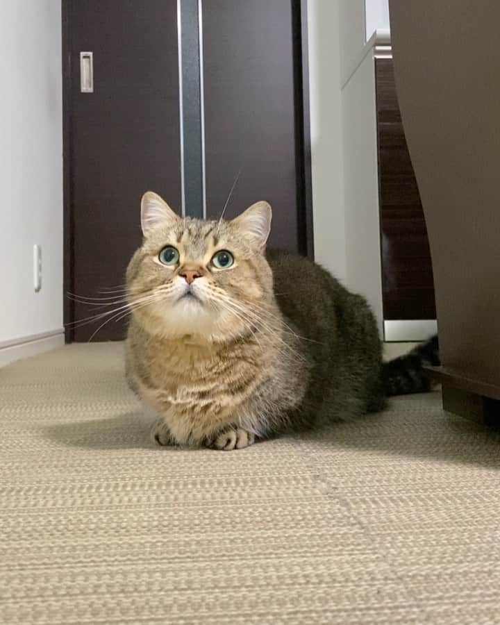 のインスタグラム：「『おはようニャ😸』」