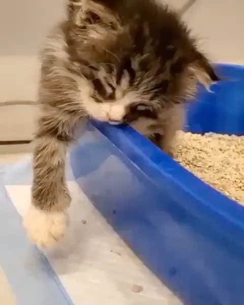 Cute Pets Dogs Catsのインスタグラム