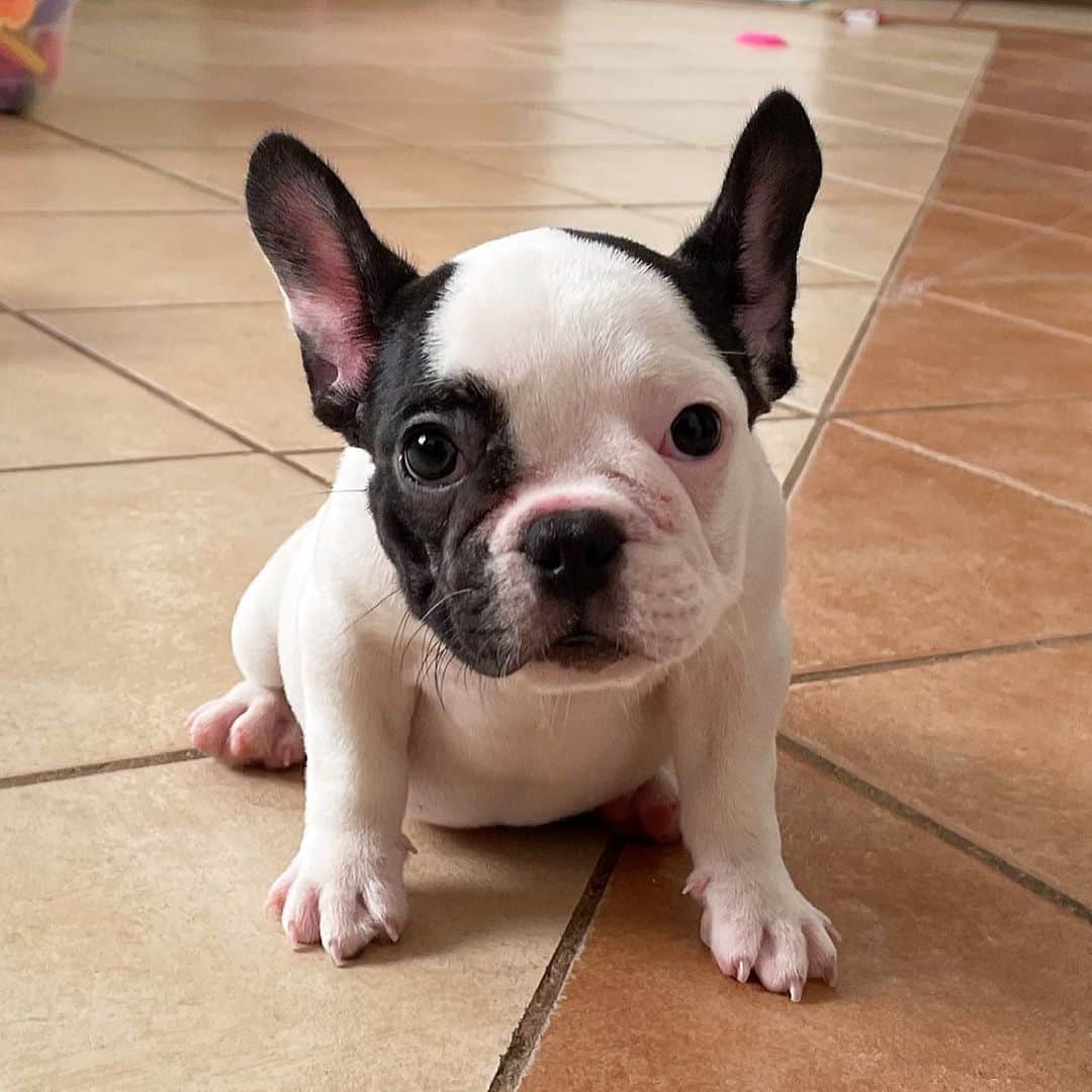 Regeneratti&Oliveira Kennelのインスタグラム：「Chanel ❤️ #frenchie #frenchbulldog」