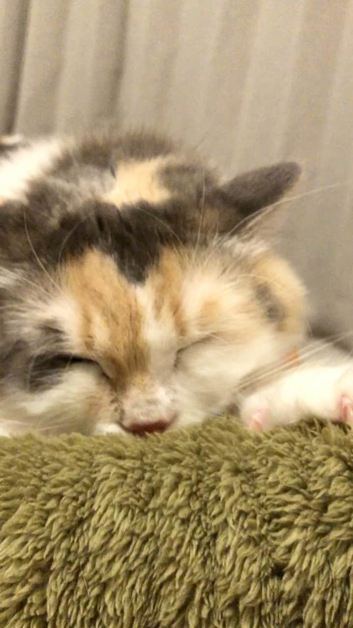 むぎちょこのインスタグラム