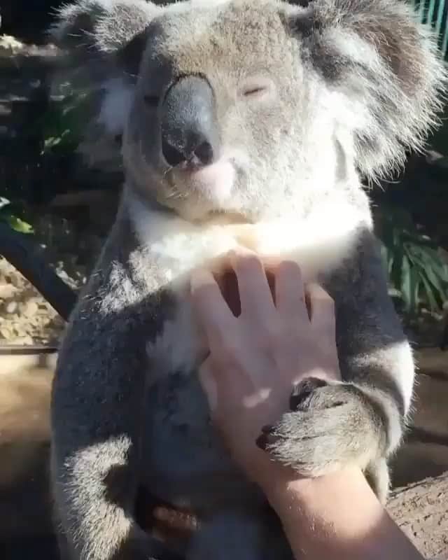 animalsのインスタグラム：「Wolverine the Koala enjoying a comforting tummy rub 🥰 Video by @koalakrusader  Location: @currumbinsanctuary」