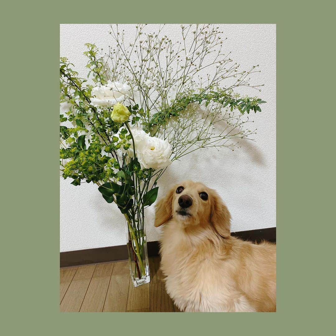 菅長愛子のインスタグラム：「🐶💐🍃🍃  「植物×らぶ」の癒し効果爆発🪴🐶  おうちにいる時間が心地よくて、ダラダラしちゃうけど…笑  買い物行くとお花買いたくなるし、花瓶も良いの無いかなぁーって見ちゃう。  最近は、花粉すごくて薬飲んでると、判断が鈍ってダルダルになっちゃってたり、やることが多くてセカセカしちゃってるな…  気合い入れ直します！！！😎」
