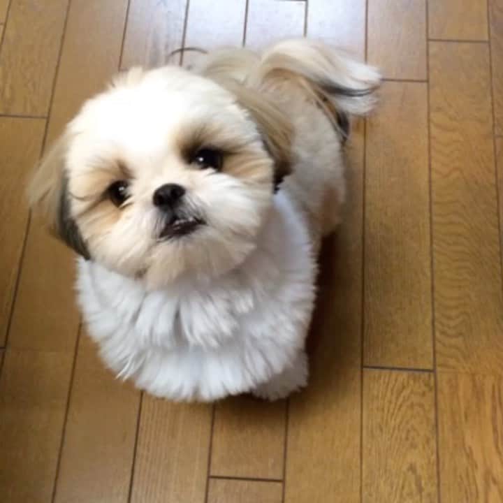 りんくのインスタグラム：「#tbt #throwbackthursday  ・ パピーりんくの #くれなさい 😬🍪💕 余裕のぽわーん顔🐶💕 ・ 食べるだけの動画です😂」