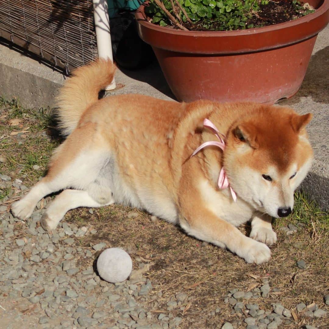 柴犬 たろのインスタグラム：「🎀 ぴんくのリボンをつけるだけで、可愛いく見えるんだって 🐻‍❄️ うちのオバさんが真似したら👩‍🦱🎀 キモイって言われてたよ|  𖠌 それはもう残念としか言いようがない ⭐︎  #2018年の写真  #shibainu #japanesedog #柴犬 #保護わん妄想イラスト部」