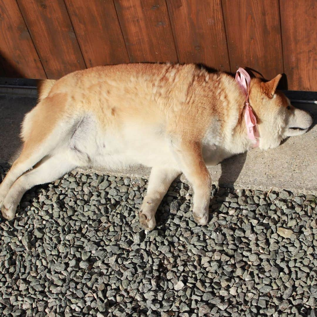 柴犬 たろさんのインスタグラム写真 - (柴犬 たろInstagram)「🎀 ぴんくのリボンをつけるだけで、可愛いく見えるんだって 🐻‍❄️ うちのオバさんが真似したら👩‍🦱🎀 キモイって言われてたよ|  𖠌 それはもう残念としか言いようがない ⭐︎  #2018年の写真  #shibainu #japanesedog #柴犬 #保護わん妄想イラスト部」2月26日 0時02分 - tarochantarochan