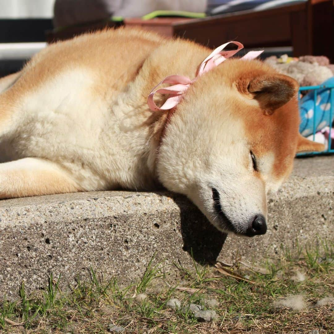 柴犬 たろさんのインスタグラム写真 - (柴犬 たろInstagram)「🎀 ぴんくのリボンをつけるだけで、可愛いく見えるんだって 🐻‍❄️ うちのオバさんが真似したら👩‍🦱🎀 キモイって言われてたよ|  𖠌 それはもう残念としか言いようがない ⭐︎  #2018年の写真  #shibainu #japanesedog #柴犬 #保護わん妄想イラスト部」2月26日 0時02分 - tarochantarochan