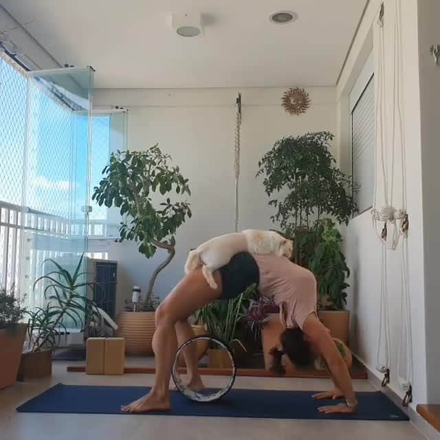 Cats of Instagramのインスタグラム：「From @carol.toledo.yoga: "Helping my human do her yoga section.😺" #catsofinstagram」