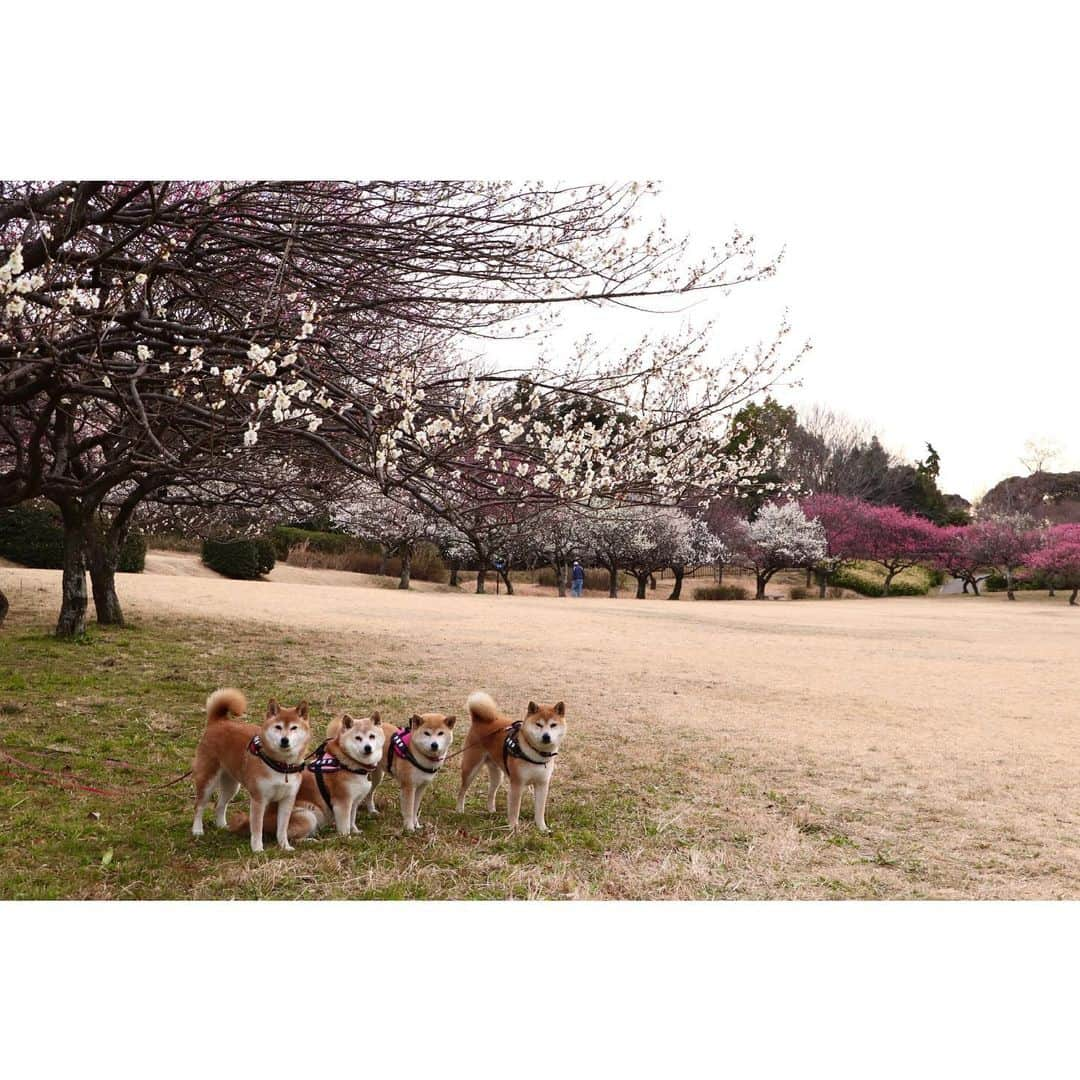 linnmamaさんのインスタグラム写真 - (linnmamaInstagram)「丘の公園の梅林🌸〜夕方散歩で行ったらほぼ満開でした〜①②③梅林と4柴たち〜この前行ったときより、開花が進んで、ボリュームたっぷりになってました🌸 ＊ ＊  #柴犬#dog#柴犬凜の勇気凜々everyday#shibastagram#stayhome #夕方散歩 #花活 #写活 #梅」2月26日 0時05分 - linnmama