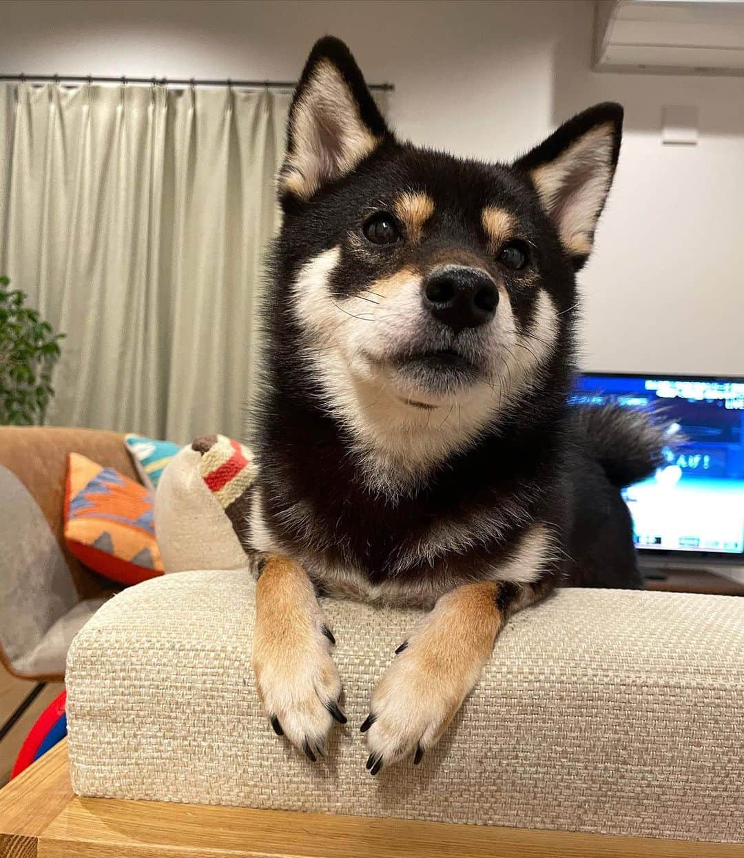 まめ丸のインスタグラム：「* * えっ🐶⁉️ おすまししてもだめ❓ ねたくないよー🐶💓 * #まだまだあそびたいけど #しょうがないからねるね #またあしたあそんでね * #柴犬#豆柴#柴#黒柴#犬#しばいぬ#いぬのきもち部#shiba#shibainu#shibastagram#shibadog#puppy#instadog#dogstagram#dog#instashiba#petstagram#pet#cutepetclub#강아지#멍스타그램#doglover#ilovemydog#weeklyfluff」
