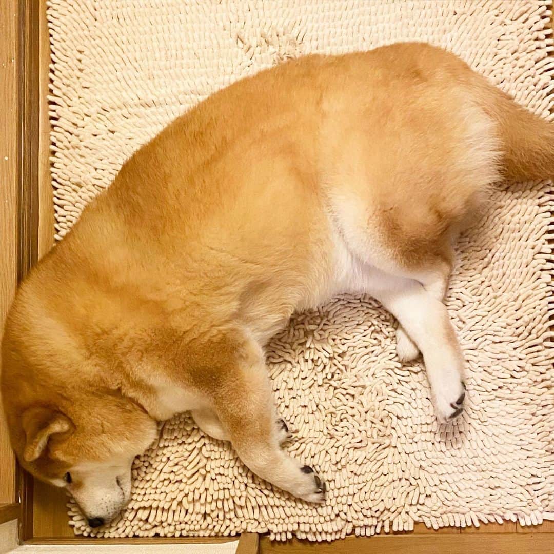 まる（まるたろう）のインスタグラム：「Good night!✨🐶💤✨今日はここかな〜 #ベッドにはあとで行くね #寒くなってから行くの☺️ #朝はまだまだ寒いもんね #風邪ひかんようにしないと」