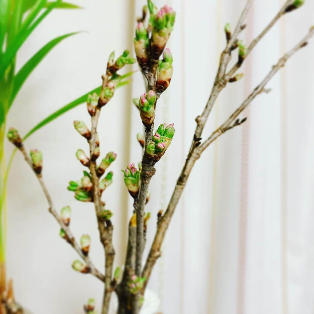 植原みゆきさんのインスタグラム写真 - (植原みゆきInstagram)「我が家のグリーンエリアに仲間入り。 ミモザと桜🌸 春の色ですね～✨  #花のある暮らし #ミモザ #桜」2月26日 0時40分 - myumyu_uehara