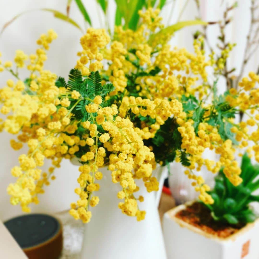 植原みゆきのインスタグラム：「我が家のグリーンエリアに仲間入り。 ミモザと桜🌸 春の色ですね～✨  #花のある暮らし #ミモザ #桜」