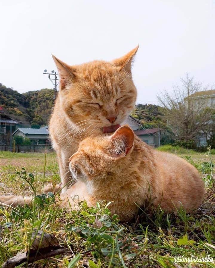 Aww Clubさんのインスタグラム写真 - (Aww ClubInstagram)「Love is in the air  @simabossneko  #meowed #simabossneko #島猫 #ねこ #自由猫 #にゃんすたぐらむ #猫写真 #みんねこ」2月26日 1時00分 - meowed