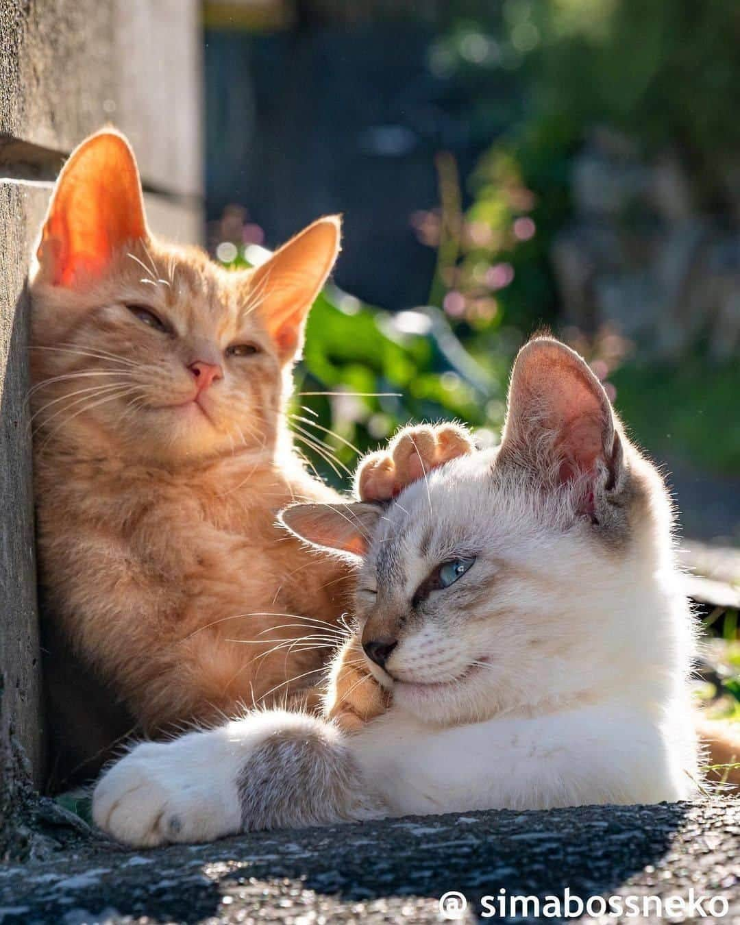 Aww Clubさんのインスタグラム写真 - (Aww ClubInstagram)「Love is in the air  @simabossneko  #meowed #simabossneko #島猫 #ねこ #自由猫 #にゃんすたぐらむ #猫写真 #みんねこ」2月26日 1時00分 - meowed