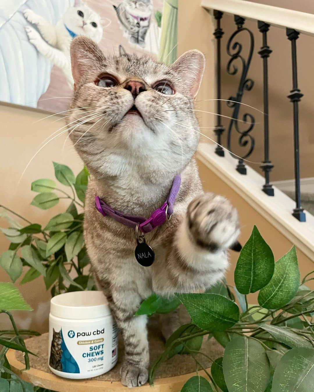 nala_catさんのインスタグラム写真 - (nala_catInstagram)「A tasty bite with an impressive purpose! @pawcbd developed the perfect option when they created Soft Chews. Finding the proper serving amount is important to achieve beneficial results. Visit the link in my bio to explore products and learn more about the amazing benefits of CBD. Help your best friend get their pounce back!」2月26日 1時11分 - nala_cat