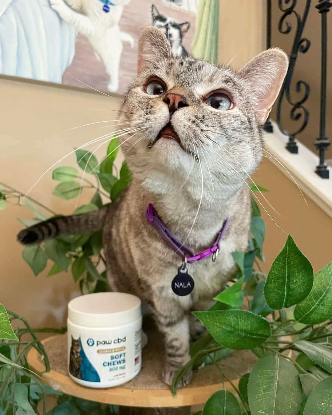 nala_catさんのインスタグラム写真 - (nala_catInstagram)「A tasty bite with an impressive purpose! @pawcbd developed the perfect option when they created Soft Chews. Finding the proper serving amount is important to achieve beneficial results. Visit the link in my bio to explore products and learn more about the amazing benefits of CBD. Help your best friend get their pounce back!」2月26日 1時11分 - nala_cat